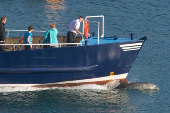 03 March 2012 - 10-00-14.jpg
It's that man again. No, not Jack (nice chap in white shirt) but Danny, the Dartmouth Dolphin.
#DannyTheDartmouthDolphin